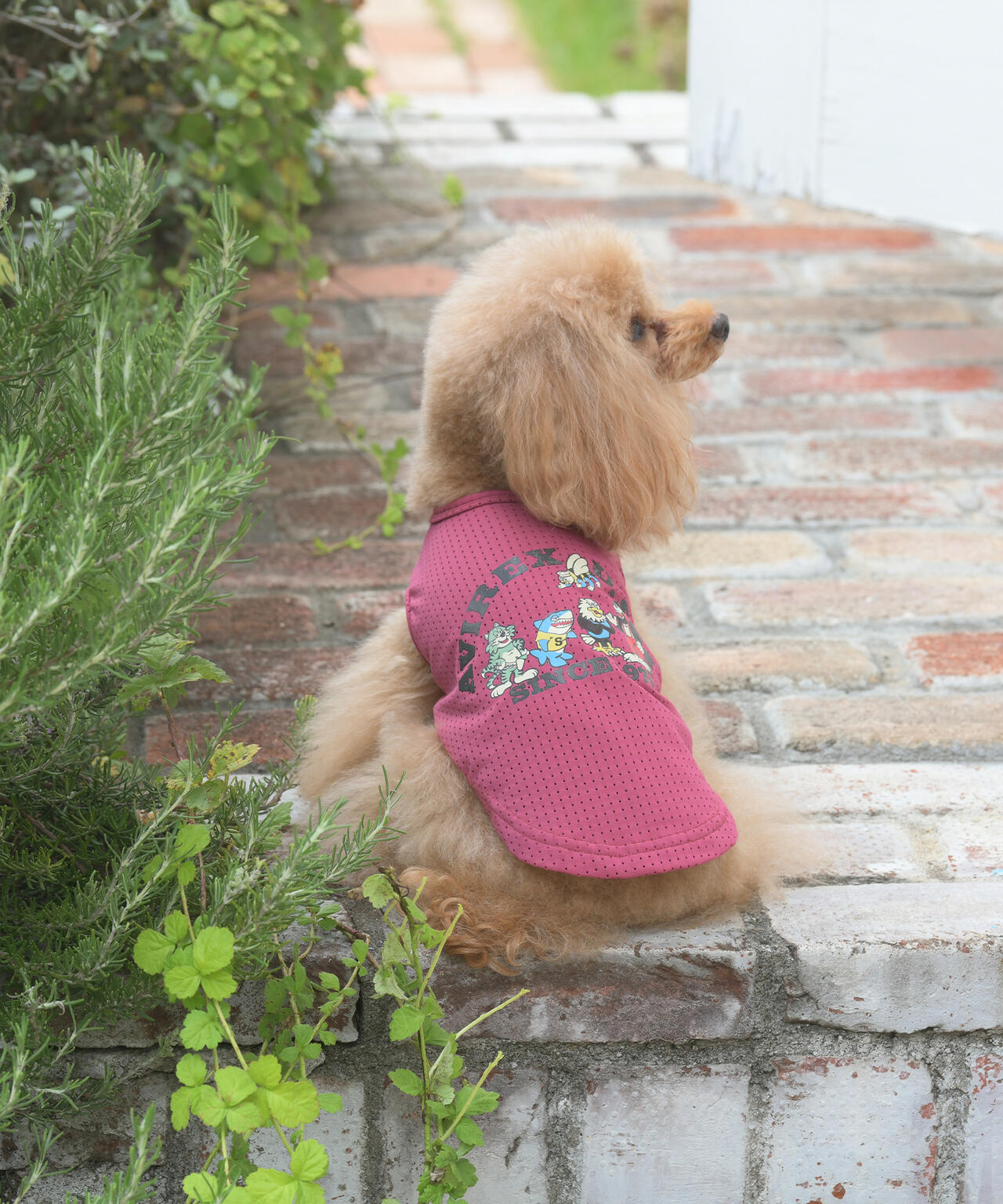 《DOG WEAR》フェードウォッシュタンク